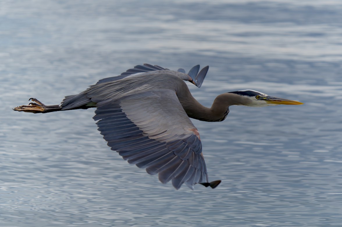 Heron Fly 0518